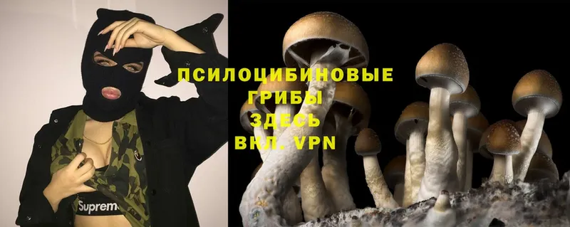 МЕГА зеркало  наркота  это клад  Псилоцибиновые грибы Magic Shrooms  Новоаннинский 